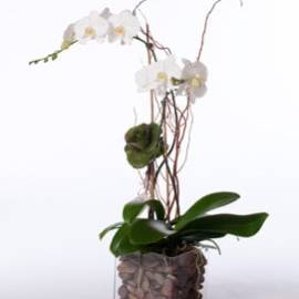 Phalaenopsis Orchid in Glass Cube - image DoublePhaleonopsisinGlassVase-270x270 on https://www.riveroaksplanthouse.com