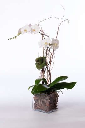 Double Phalaenopsis in Glass Vase - image DoublePhaleonopsisinGlassVase on https://www.riveroaksplanthouse.com