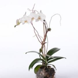 Double White Orchid in French Pot - image PhaleonopsisOrchidinGlassCube-270x270 on https://www.riveroaksplanthouse.com