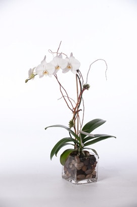 Phalaenopsis Orchid in Glass Cube - image PhaleonopsisOrchidinGlassCube on https://www.riveroaksplanthouse.com