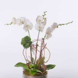 Double White Orchid in French Pot - image PhaleonopsisinModernGlassVase-270x270 on https://www.riveroaksplanthouse.com