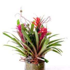 Colored Orchids in Glass - image TripleBromeliadpot-1-270x270 on https://www.riveroaksplanthouse.com