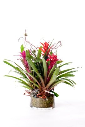 Triple Bromeliad pot - image TripleBromeliadpot-1 on https://www.riveroaksplanthouse.com