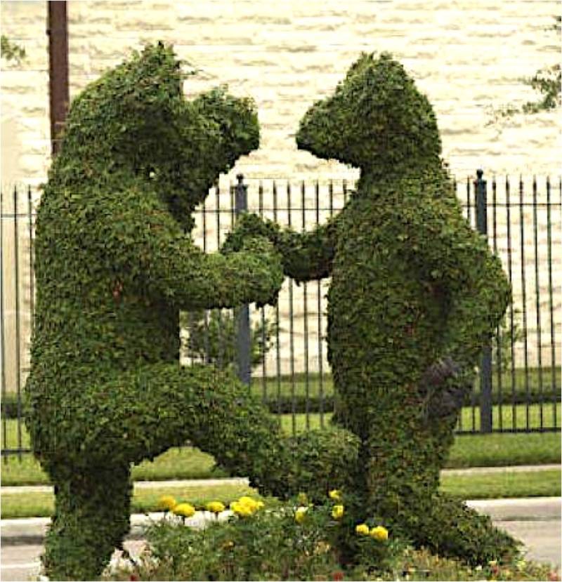 Bear Topiary - image Bear-800x829 on https://www.riveroaksplanthouse.com