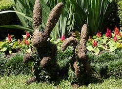 Rooster Topiary - image SmallBunnyTopiary on https://www.riveroaksplanthouse.com