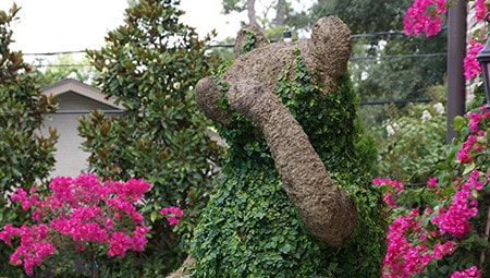 Bear Topiary - image topiary_bear1 on https://www.riveroaksplanthouse.com