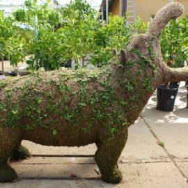 Rabbit Topiary - image HIPPO-270x270 on https://www.riveroaksplanthouse.com