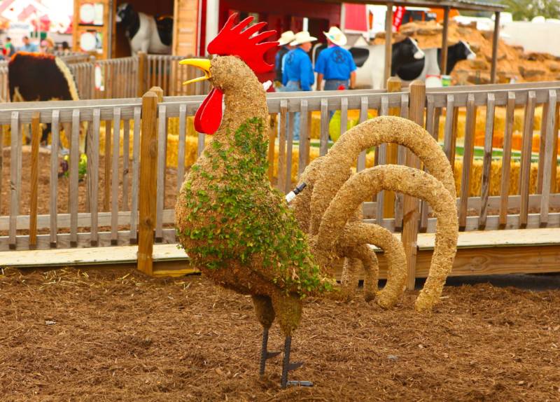 Rooster Topiary - image Rooster-min-800x574 on https://www.riveroaksplanthouse.com