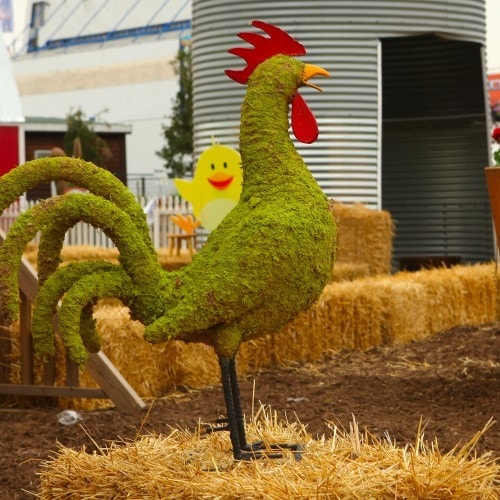 Rooster Topiary - image RoosterTopiary on https://www.riveroaksplanthouse.com