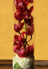 Dozen Red Roses w/ Casablanca Lilies - image RASPBERRY-TREE-189x270 on https://www.riveroaksplanthouse.com