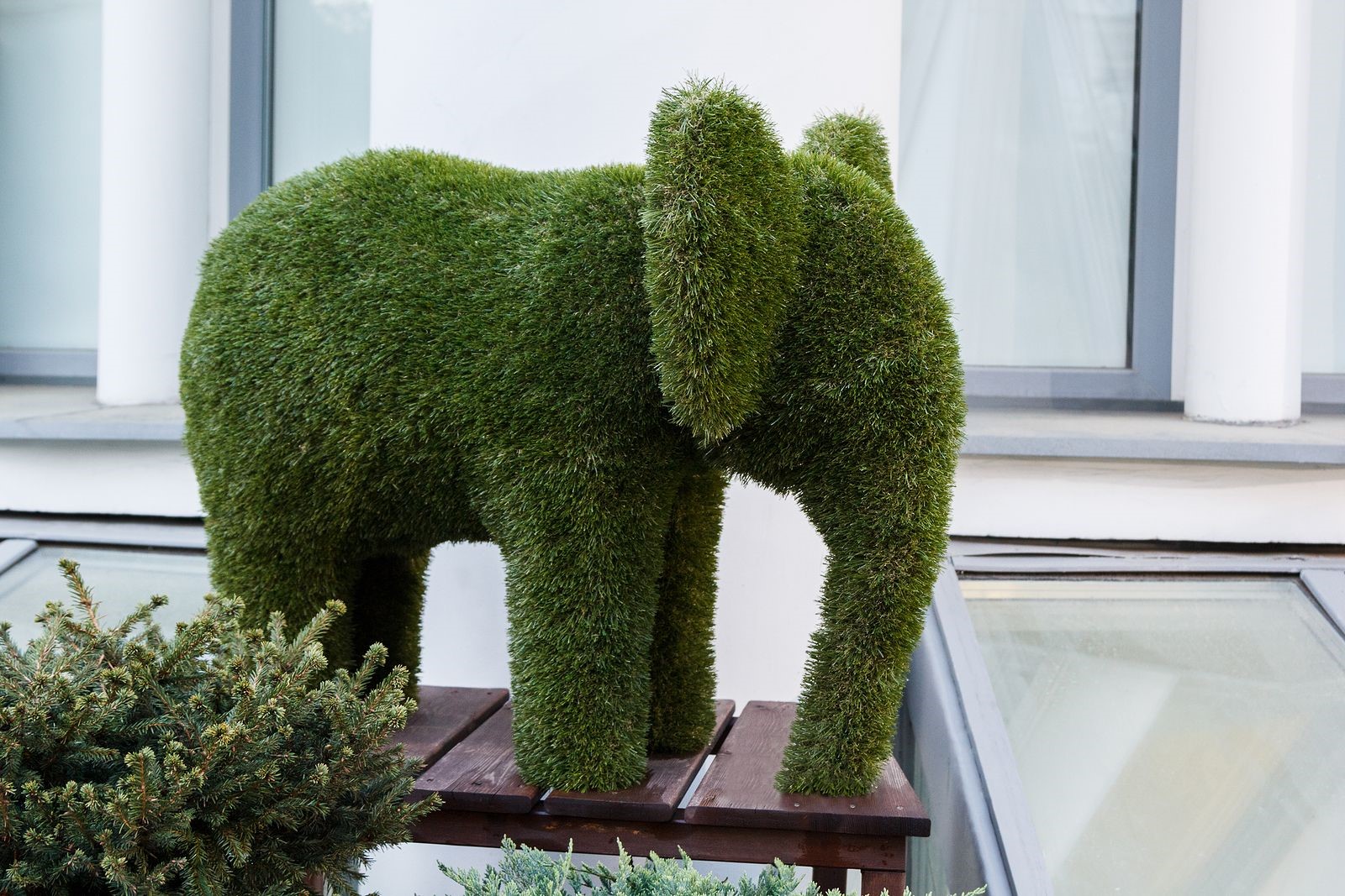 A Deck Topiary Needs Proper Care and Maintenance Throughout the Year