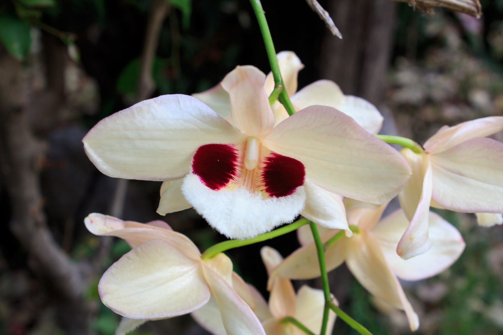 Practice Your Green Thumb and Try to Grow Orchids in the Home Garden
