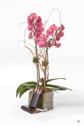 Double Stem Orchid And A Leather Case with Cigars - image Double-Stem-Orchid-And-A-Leather-Case-with-Cigars-Resized on https://www.riveroaksplanthouse.com