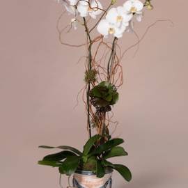 Cymbidium Delight And A Box of Presidente Cigars - image Double-White-Orchid-And-a-Box-of-Robusto-Cigars-Revised-270x270 on https://www.riveroaksplanthouse.com