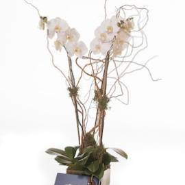 Feather and Fleurs With A Box of Robusto 20s - image Double-White-Orchid-With-A-Box-of-Churchill-And-A-Leather-Case-Revised-270x270 on https://www.riveroaksplanthouse.com