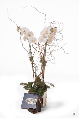 Double White Orchid With A Box of Churchill And A Leather Case - image Double-White-Orchid-With-A-Box-of-Churchill-And-A-Leather-Case-Revised on https://www.riveroaksplanthouse.com