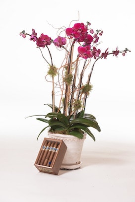 Triple Colored Orchid with A Box of Torpedo Cigars - image Triple-Colored-Orchid-with-A-Box-of-Torpedo-Cigars-Revised on https://www.riveroaksplanthouse.com