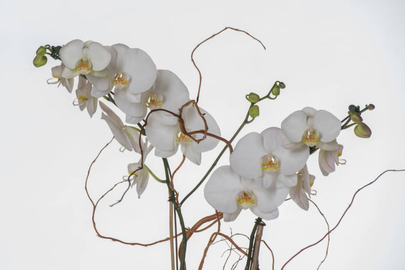 Double-White-Orchid-CloseUp