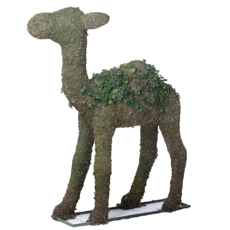 Camel Topiary Houston