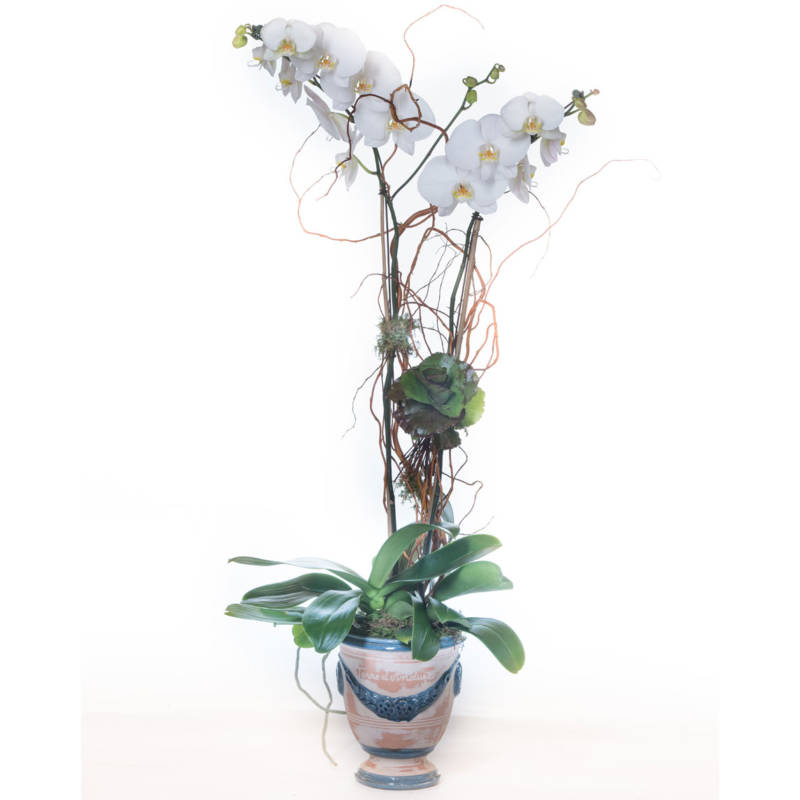 Double White Orchid French Pot
