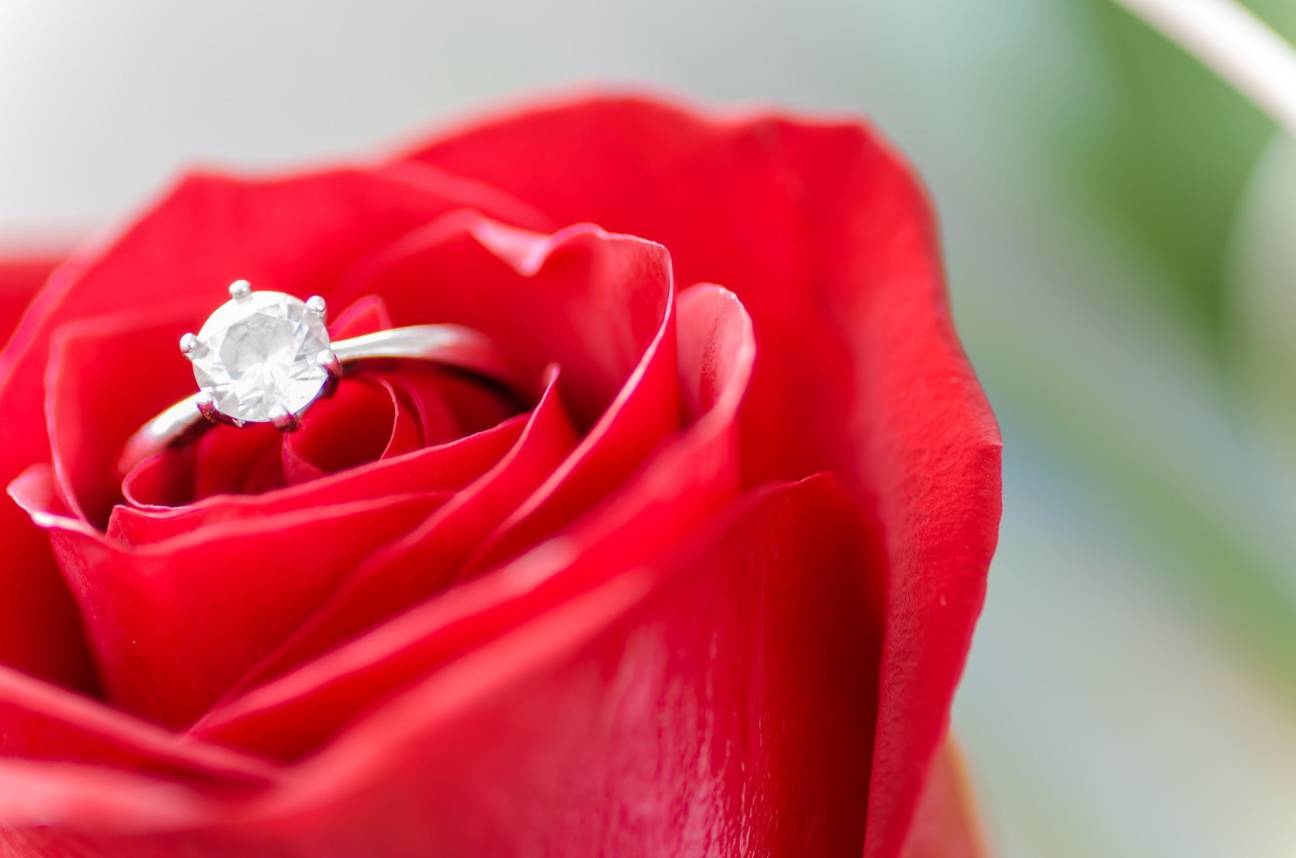 red rose with a ring for proposal