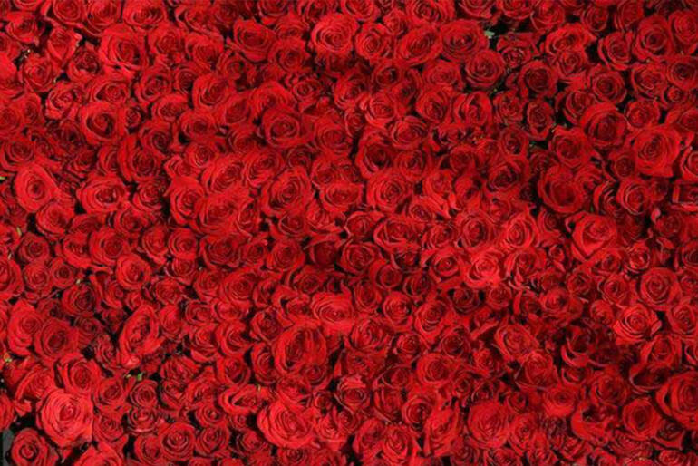 How Do You Pick the Best Roses? Tips from an Experienced Florist in Houston