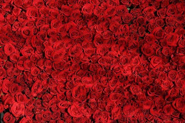 a collection of red roses