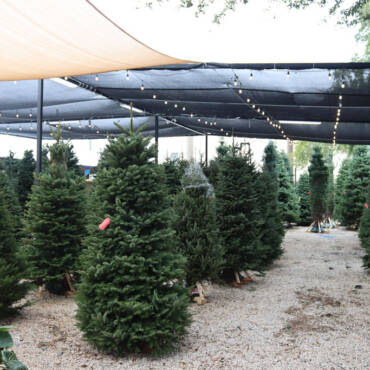 Fresh or Faux? Why Fresh Christmas Trees Create a Healthier, Greener & More Authentic Holiday Home