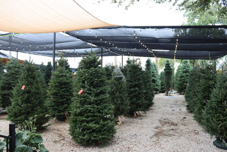 Fresh or Faux? Why Fresh Christmas Trees Create a Healthier, Greener & More Authentic Holiday Home