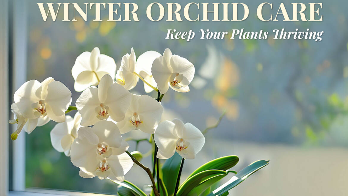 Winter Orchid Care: Keep Your Plants Thriving