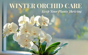 Winter Orchid Care: Keep Your Plants Thriving