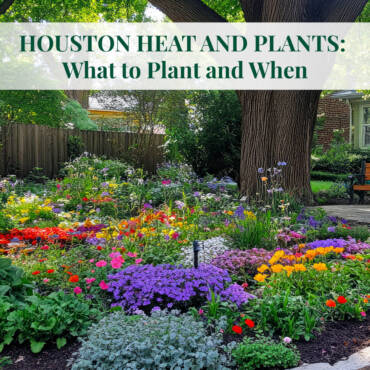 Houston Heat and Plants: What to Plant and When
